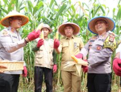 Budiman Dampingi Kapolda Sulsel Panen Perdana Jagung Program Ketahanan Pangan