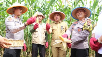 Budiman Dampingi Kapolda Sulsel Panen Perdana Jagung Program Ketahanan Pangan