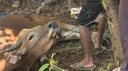 PT CLM Kurban 6 Ekor Sapi Untuk Masyarakat di Wilayah Pemberdayaan