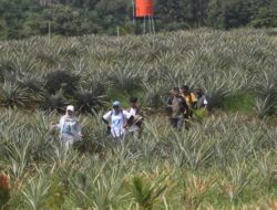 Inovasi  PT.Vale Ubah Lahan Kritis Jadi Produktif , 10 Ribu Pohon Nanas Siap Panen
