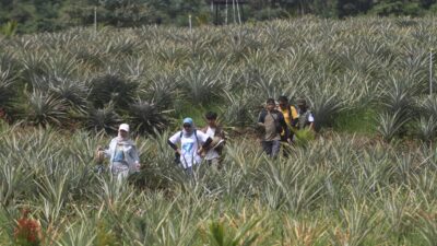 Inovasi  PT.Vale Ubah Lahan Kritis Jadi Produktif , 10 Ribu Pohon Nanas Siap Panen