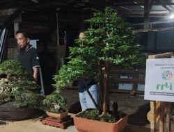 13 Bonsai Luwu Timur Siap Ramaikan Pameran Nasional di Sidrap, Ketua PPBI : Ada Bonsai Milik Bupati Irwan