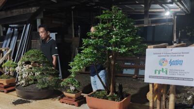 13 Bonsai Luwu Timur Siap Ramaikan Pameran Nasional di Sidrap, Ketua PPBI : Ada Bonsai Milik Bupati Irwan