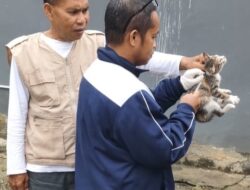 Dinas Pertanian Luwu Timur Gelar Vaksinasi Rabies, Sasar Ribuan Hewan Peliharaan