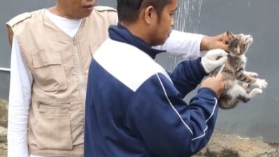 Dinas Pertanian Luwu Timur Gelar Vaksinasi Rabies, Sasar Ribuan Hewan Peliharaan