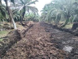 Dinas Pertanian Perketat Verifikasi Kelompok Tani Sawit, Pastikan Sarpras Tepat Sasaran