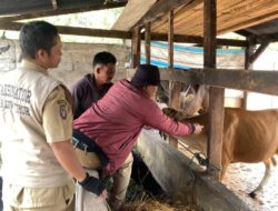 Vaksinasi PMK di Luwu Timur Berjalan Lancar, Ratusan Ekor Ternak Telah Divaksin