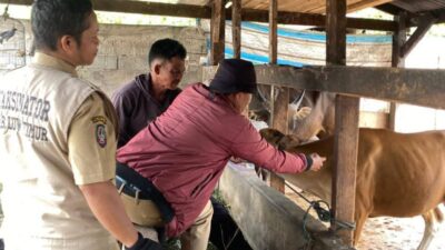 Vaksinasi PMK di Luwu Timur Berjalan Lancar, Ratusan Ekor Ternak Telah Divaksin