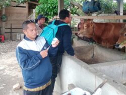 Pemkab Luwu Timur Gelar Vaksinasi PMK Tahap Dua dan Booster Untuk Ternak