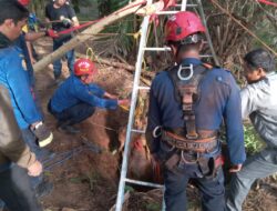 Respon Cepat, Damkar Luwu Timur Evakuasi Sapi Terjatuh ke Dalam Sumur Tua Sedalam 13 Meter