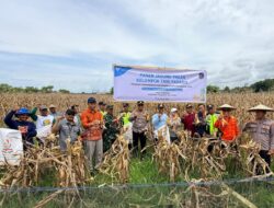 Wujudkan Ketahanan Pangan Berkelanjutan, Petani Binaan PT Vale Panen Jagung Pakan di Tondowolio