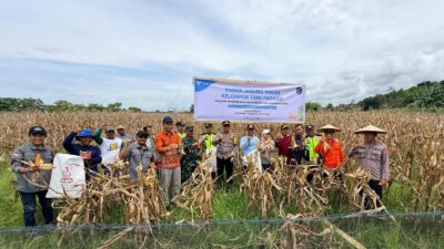Wujudkan Ketahanan Pangan Berkelanjutan, Petani Binaan PT Vale Panen Jagung Pakan di Tondowolio