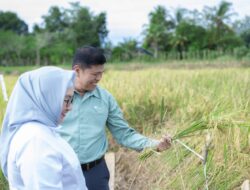 Dukung Asta Cita Presiden dan SDGs Ketahanan Pangan, PT Vale Panen Bersama Demplot Padi Berkelanjutan di Kolaka