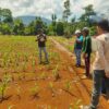 Dukung Swasembada Pangan, PT CLM Biayai Penuh Budidaya Jagung Petani di 5 Desa Pemberdayaan