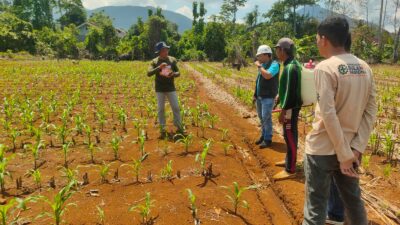 Dukung Swasembada Pangan, PT CLM Biayai Penuh Budidaya Jagung Petani di 5 Desa Pemberdayaan