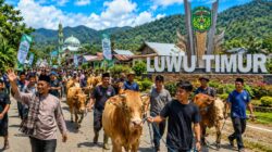 Idul Adha 1447 H, Hewan Qurban di Luwu Timur Capai 2.206 Ekor