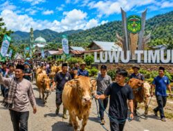 Idul Adha 1447 H, Hewan Qurban di Luwu Timur Capai 2.206 Ekor