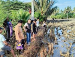 Petugas Kebersihan PKM Kalaena Ditemukan Tewas Bersimbah Luka di Persawahan