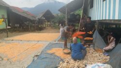 Program PPM PT CLM Berbuah Manis, Panen Jagung 6 Ton di Desa Puncak Indah