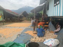 Program PPM PT CLM Berbuah Manis, Panen Jagung 6 Ton di Desa Puncak Indah
